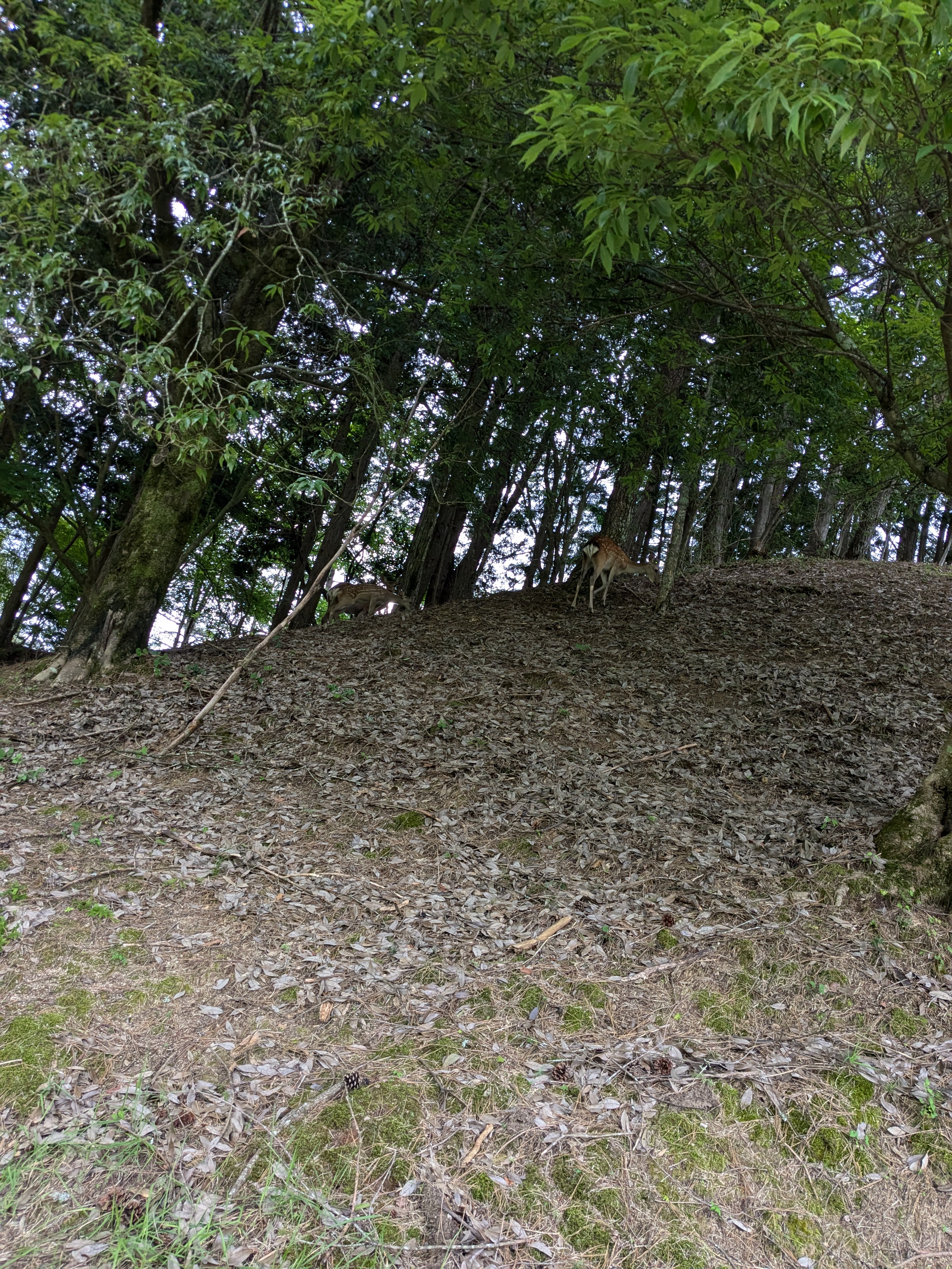 PXL_20250722_080326739.MP.jpg